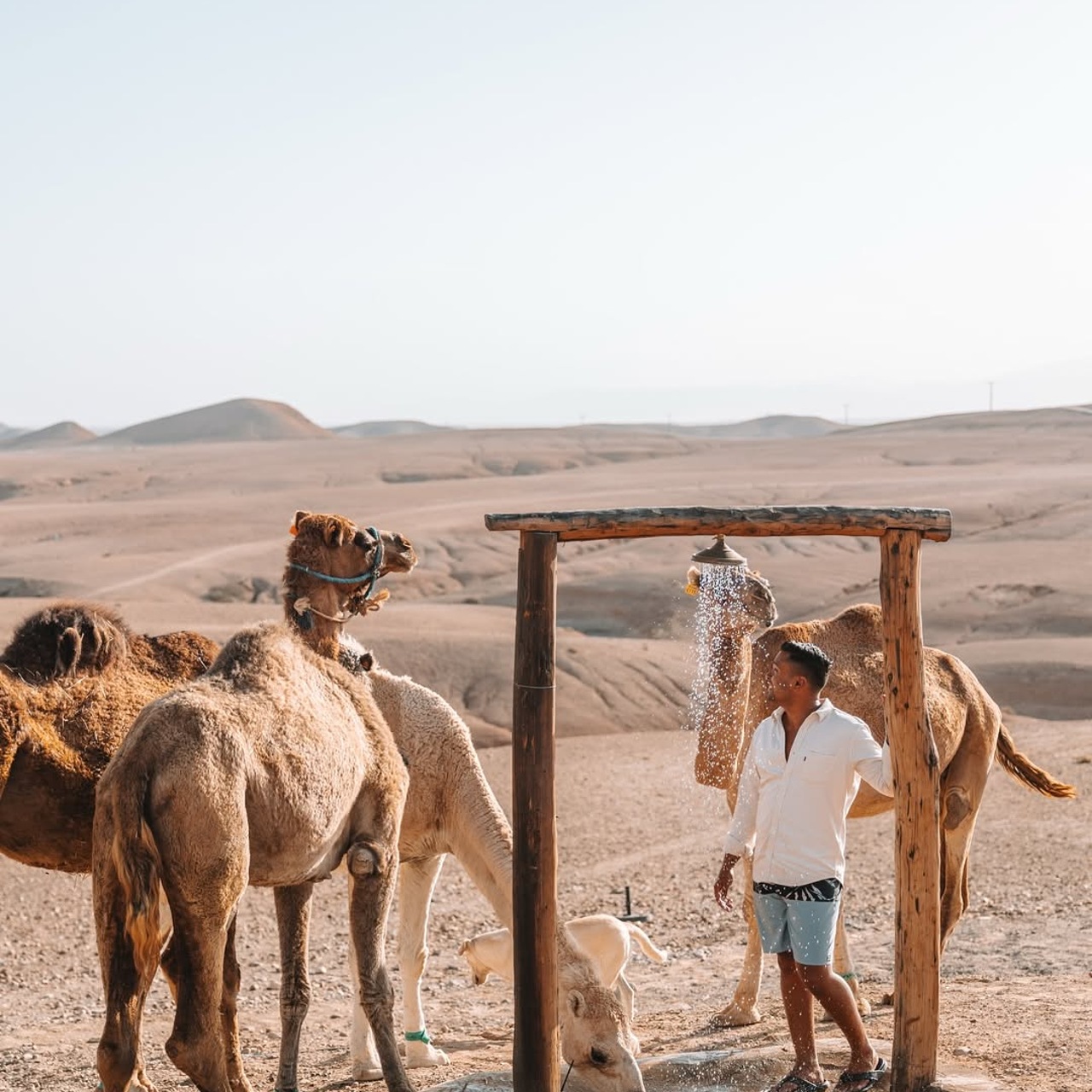 Camels resting beside a rustic desert shower at an Agafay camp near Marrakech